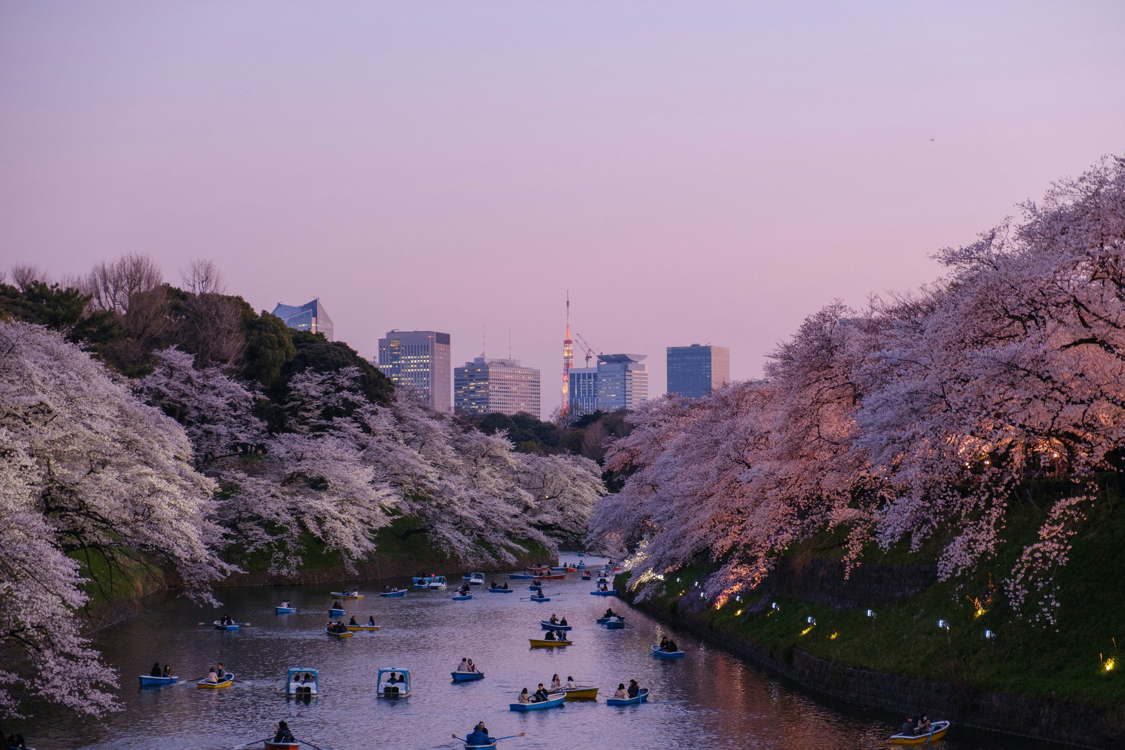 Tokyo Cherry Blossoms Background